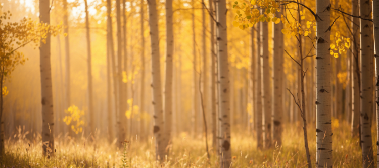 Aspen Grove